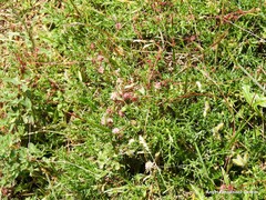 Genista hispanica