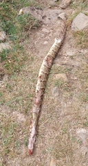 Crotalus simus