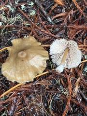 Entoloma formosum