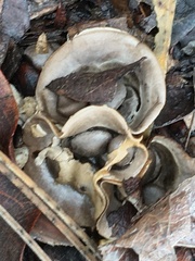 Cyathus olla