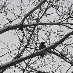 Corvus cornix cornix