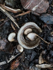 Cyathus olla