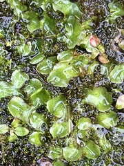 Lunularia cruciata