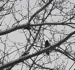 Corvus cornix cornix