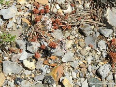 Sedum album