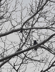 Corvus cornix cornix