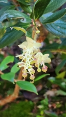 Miconia xalapensis