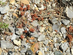 Sedum album