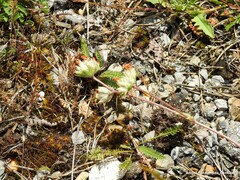 Anthyllis vulneraria