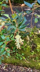 Miconia xalapensis