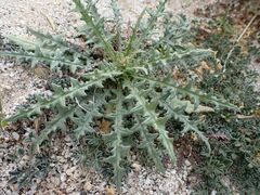 Mentzelia hirsutissima