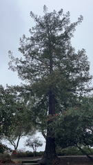 Sequoia sempervirens
