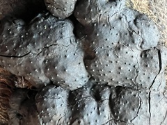 Kretzschmaria hedjaroudei