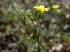 Linum trigynum