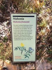 Berberis fremontii
