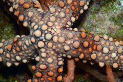 Nardoa tuberculata