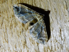 Pelurga comitata