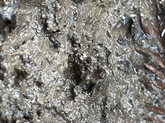 Pseudomyrmex ejectus