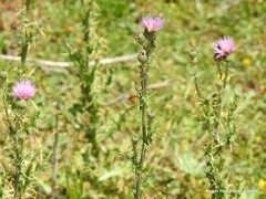 Cirsium pyrenaicum