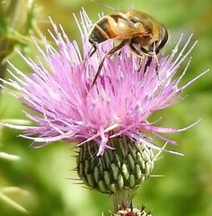 Cirsium pyrenaicum