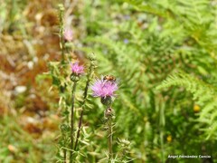 Cirsium pyrenaicum