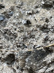 Pseudomyrmex ejectus