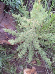 Asparagus suaveolens