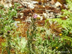 Cirsium pyrenaicum