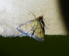 Ecpyrrhorrhoe rubiginalis
