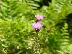 Cirsium pyrenaicum