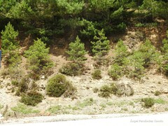 Cytisus oromediterraneus