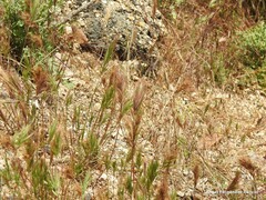 Bromus madritensis