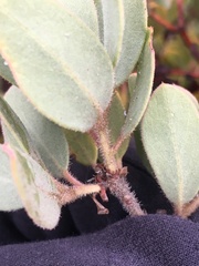 Arctostaphylos glandulosa