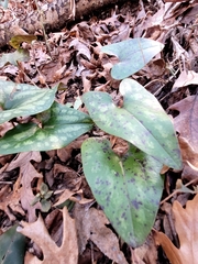 Hexastylis