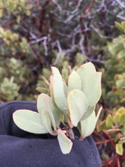 Arctostaphylos glandulosa