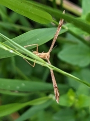 Pterophoridae