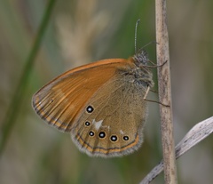 Coenonympha glycerion