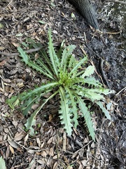 Cirsium horridulum