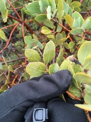 Arctostaphylos glandulosa