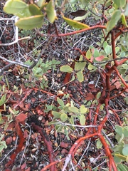 Arctostaphylos glandulosa
