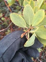 Arctostaphylos glandulosa