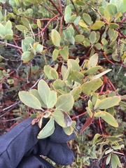 Arctostaphylos glandulosa