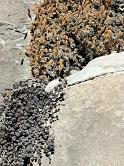 Petrophytum caespitosum