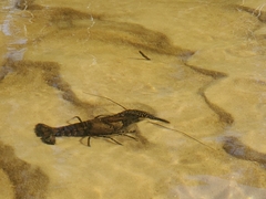 Procambarus spiculifer