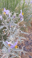 Solanum elaeagnifolium