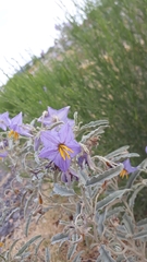 Solanum elaeagnifolium