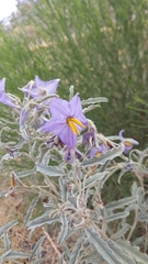 Solanum elaeagnifolium