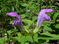 Lamium garganicum