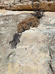 Petrophytum caespitosum