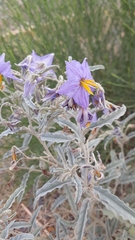 Solanum elaeagnifolium